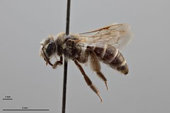Media type: image;   Entomology 771538 Aspect: habitus lateral view